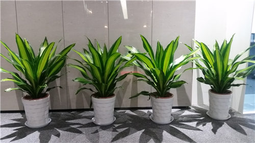 辦公室綠植租賃