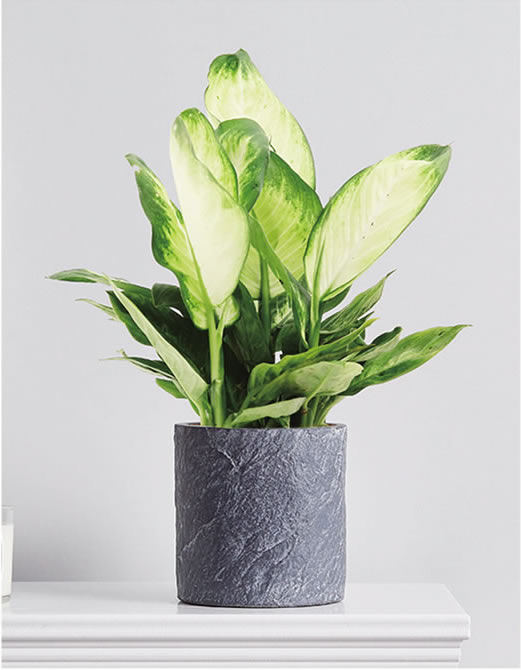 花葉萬(wàn)年青