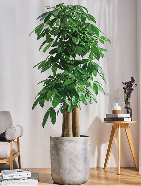 步步高發(fā)財(cái)樹(shù)